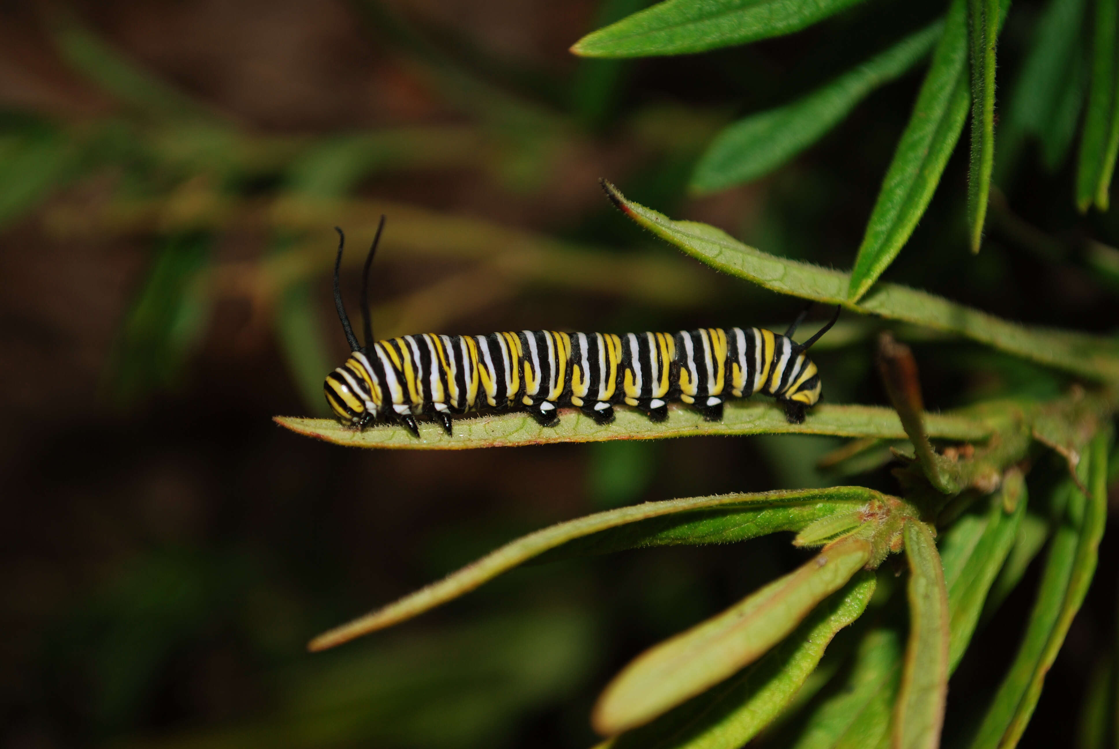 Image of butterfly milkweed