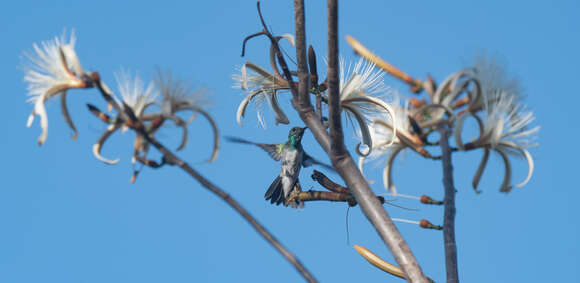 Image of Mangrove Hummingbird