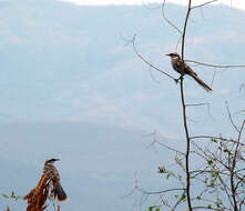 Image of Long-tailed Mockingbird