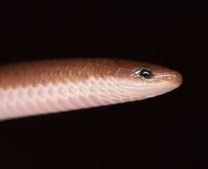 Image of worm snake