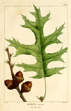 Image of Scarlet Oak