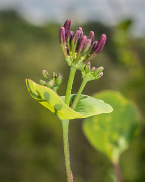 Image of Etruscan honeysuckle