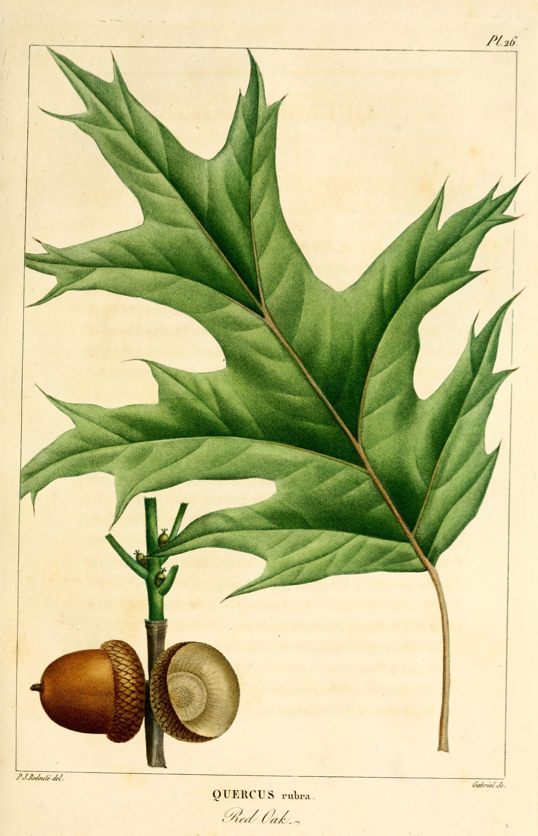 Quercus rubra (rights holder: Biodiversity Heritage Library)