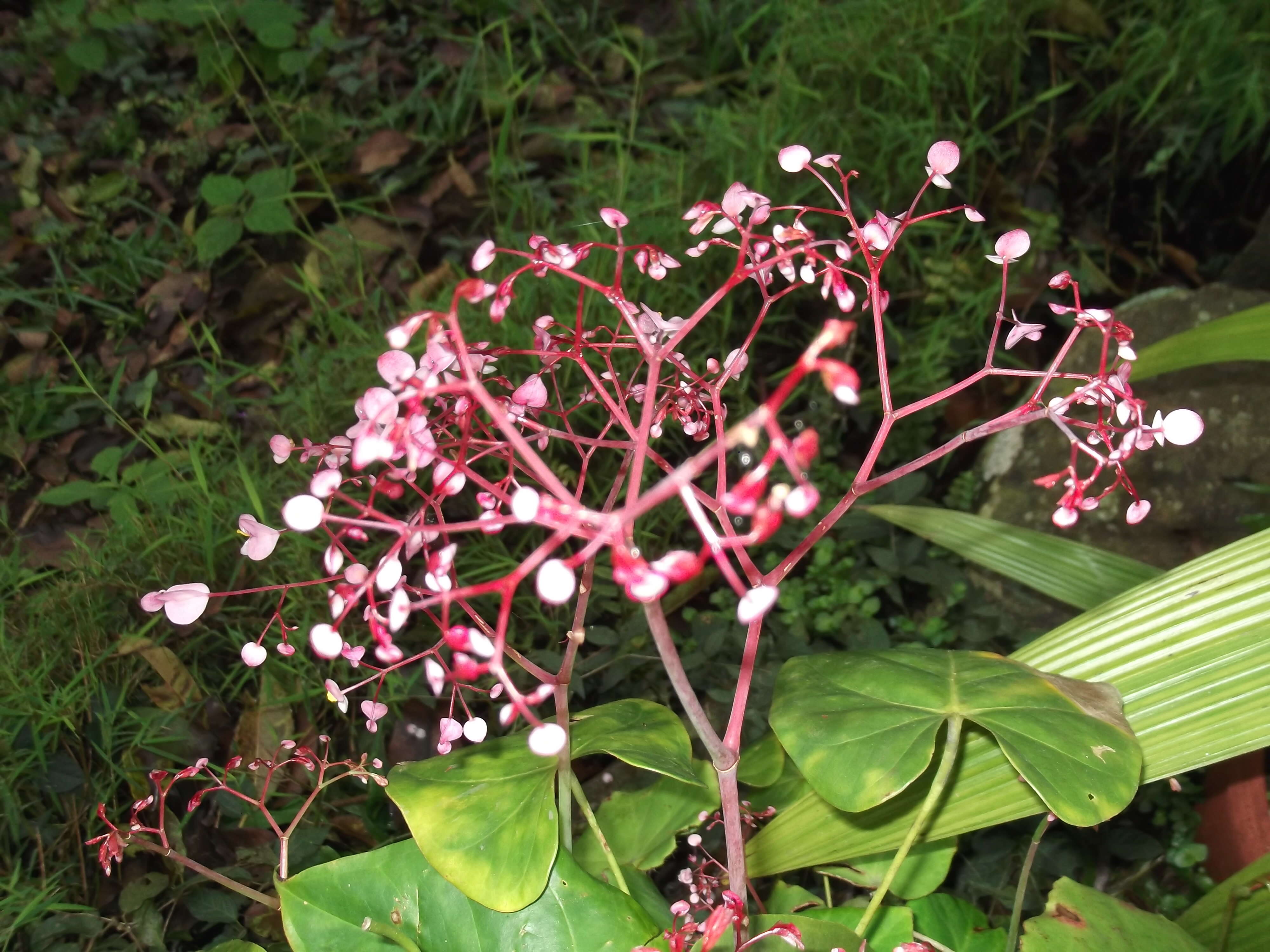 Слика од Begonia manicata Brongn.