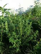 Image of white amaranth, white pigweed