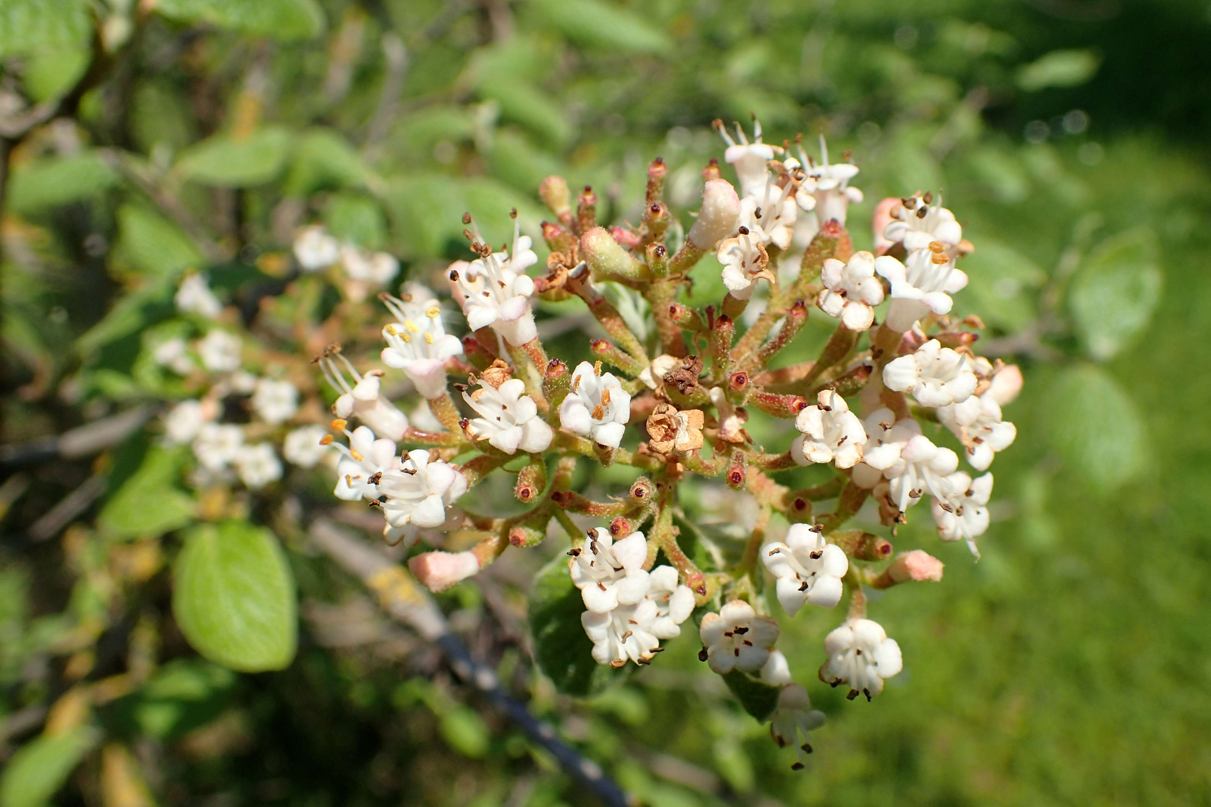 Image of Viburnum cotinifolium D. Don