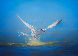 Image of Whiskered Tern