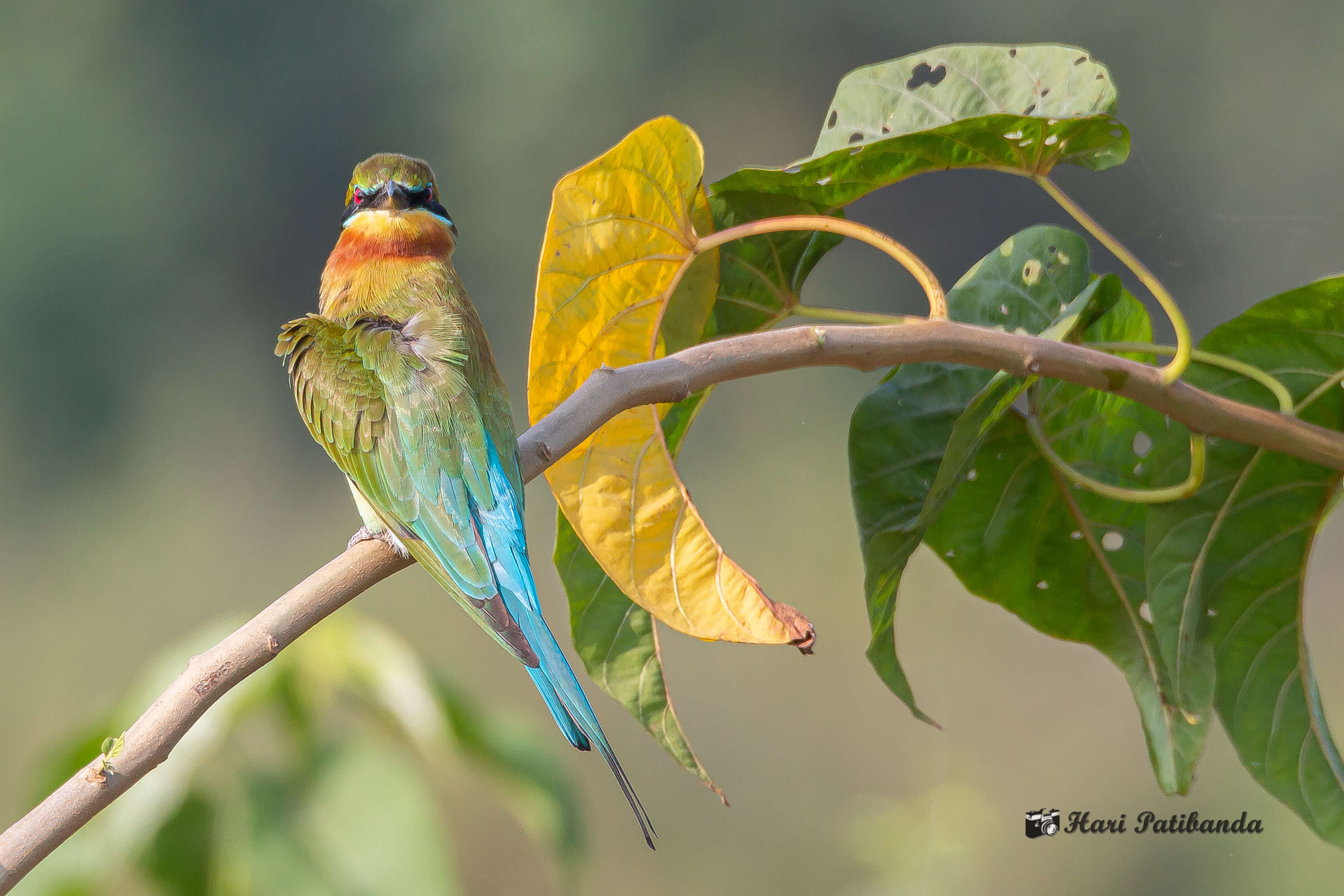 Image of Blue-tailed Bee-eater