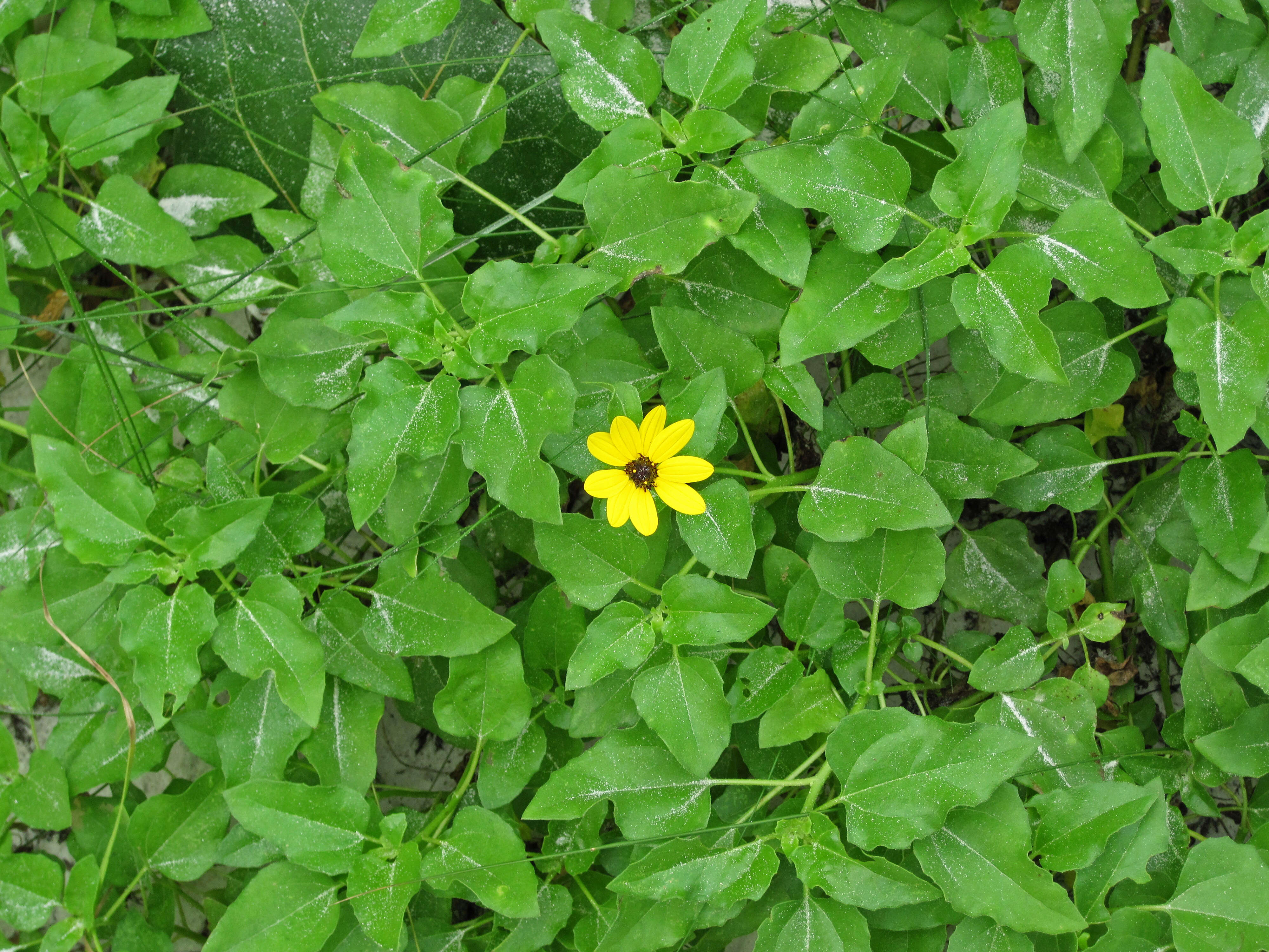 Image of cucumberleaf sunflower