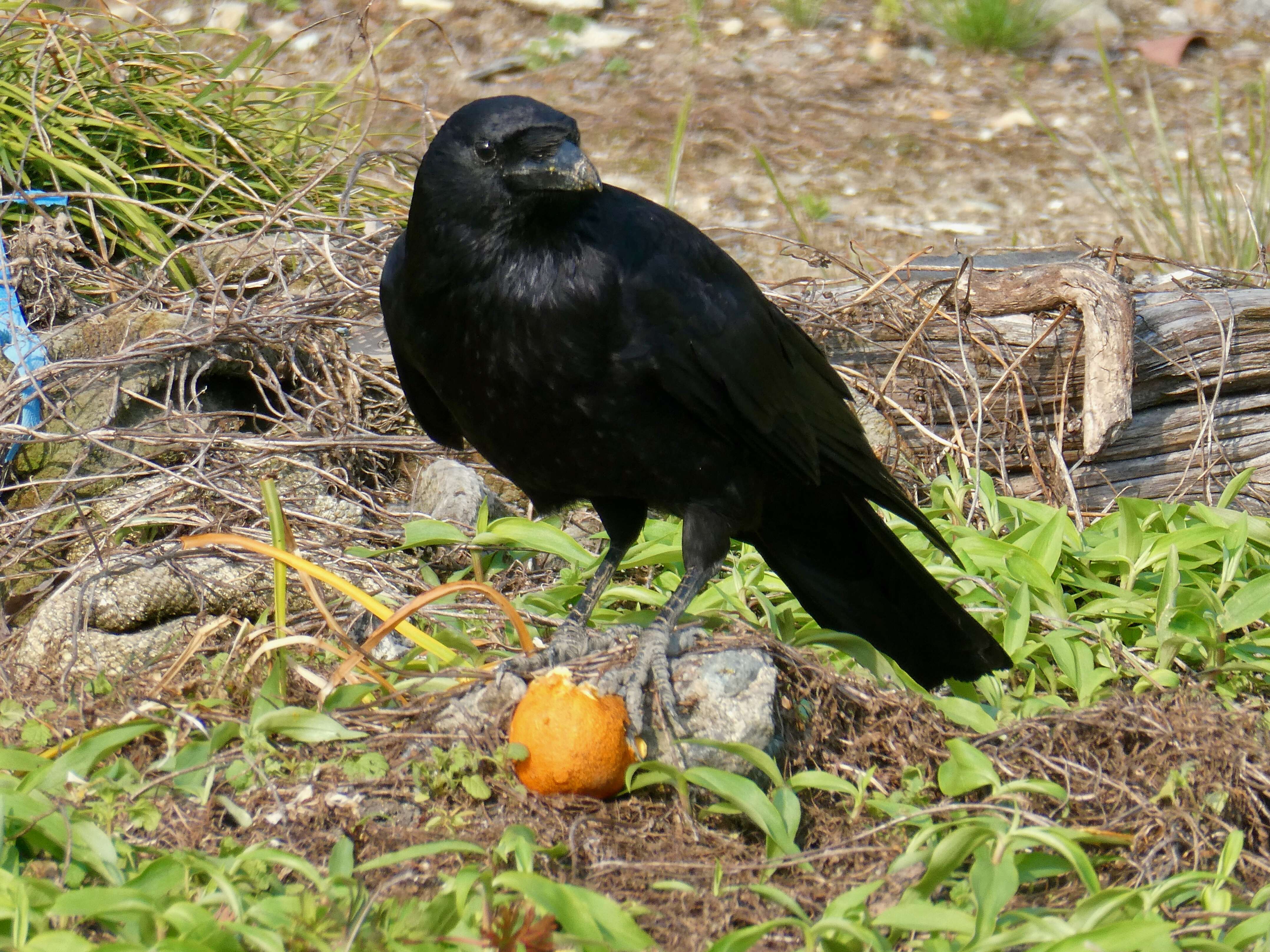 Image of Eastern Carrion Crow