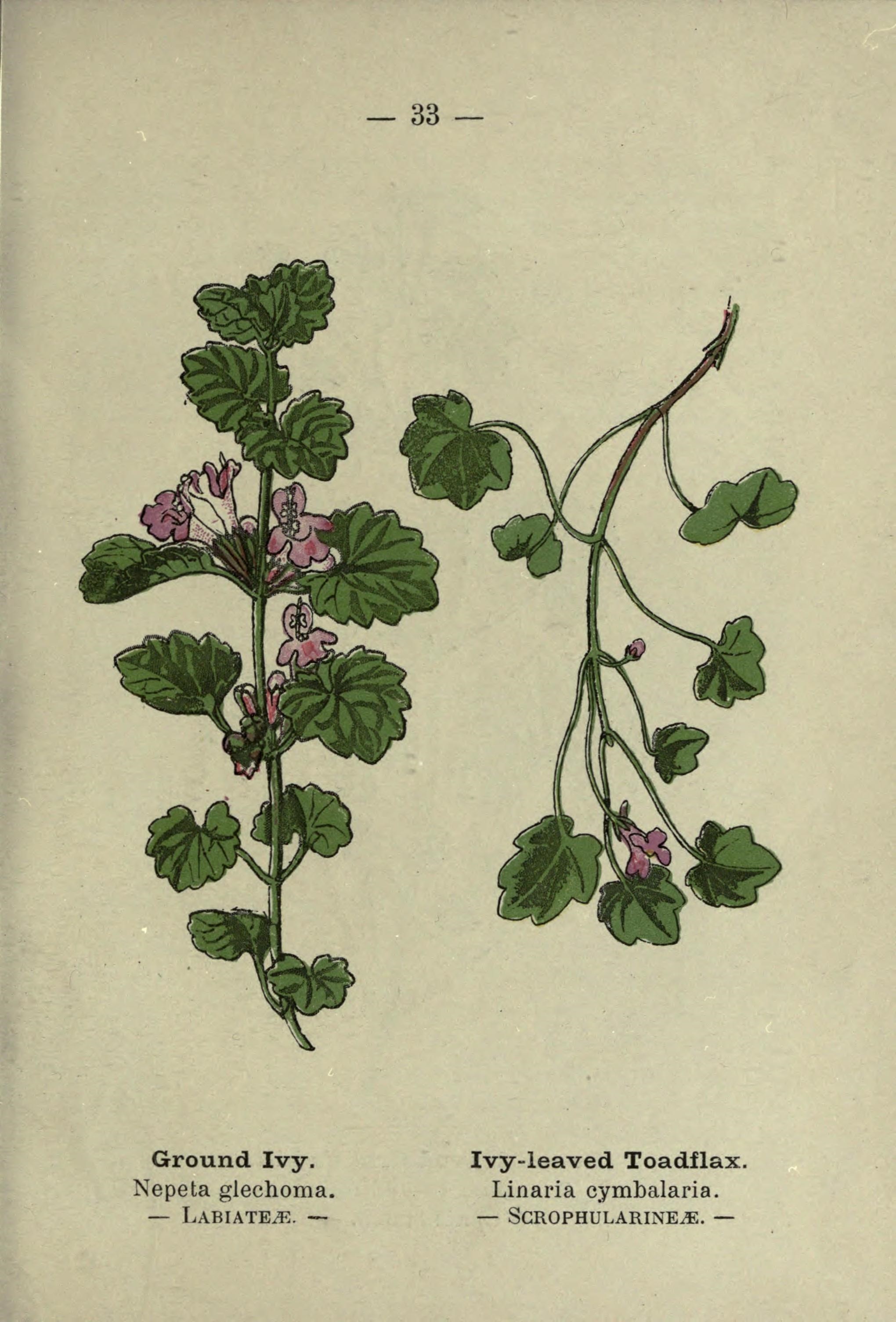 Glechoma hederacea (rights holder: Biodiversity Heritage Library)