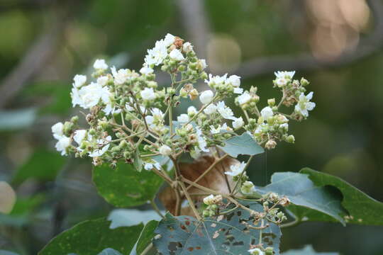 Image of Kydia calycina Roxb.