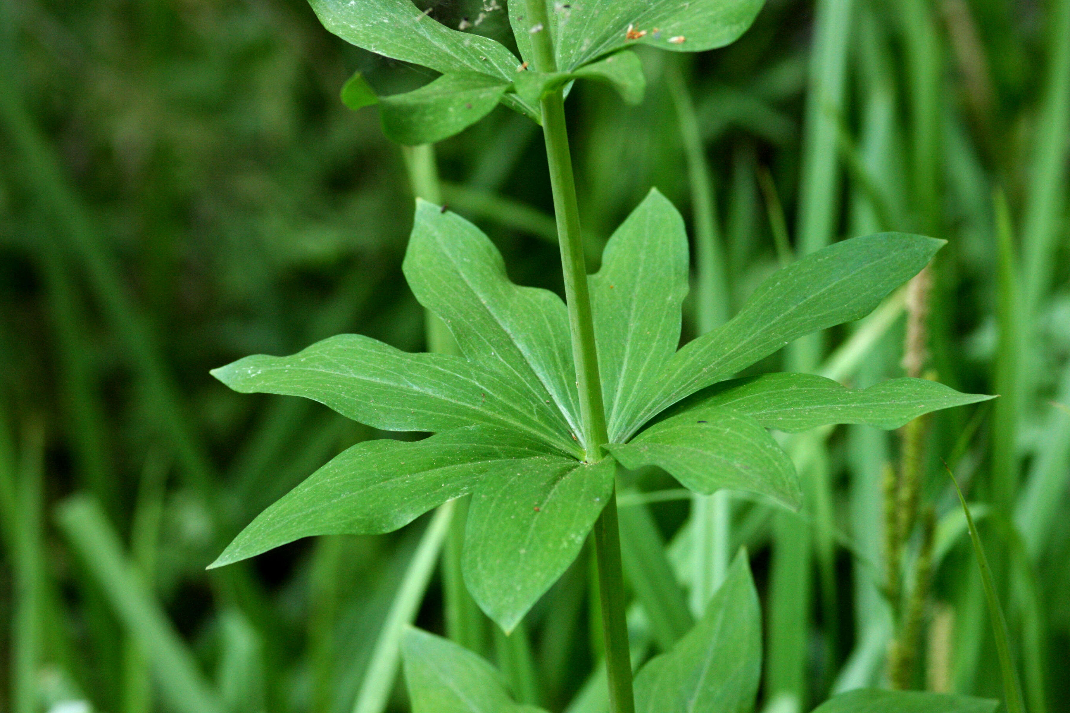 Image of Kelley's lily