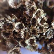 Image of cup lichen