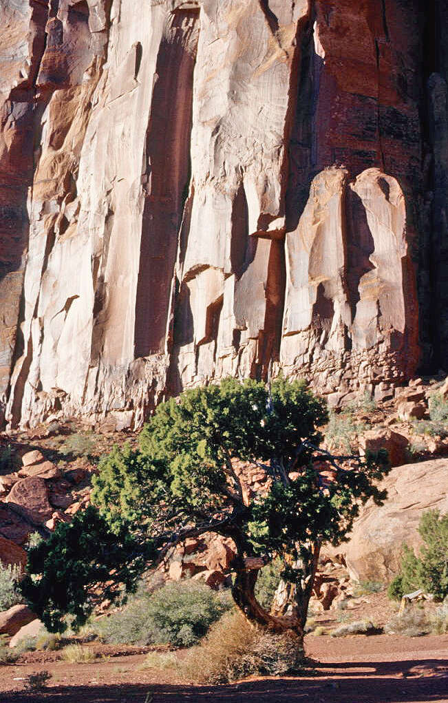 Image of Bigberry Juniper