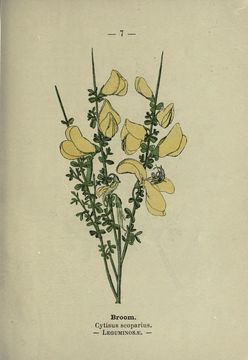 Image of Broom