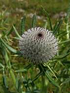 Image of woolly thistle