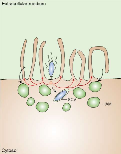 Salmonella bongori resmi