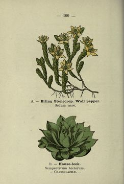 Image of stonecrop