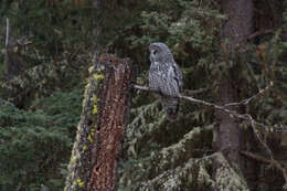 Image of Great Gray Owl