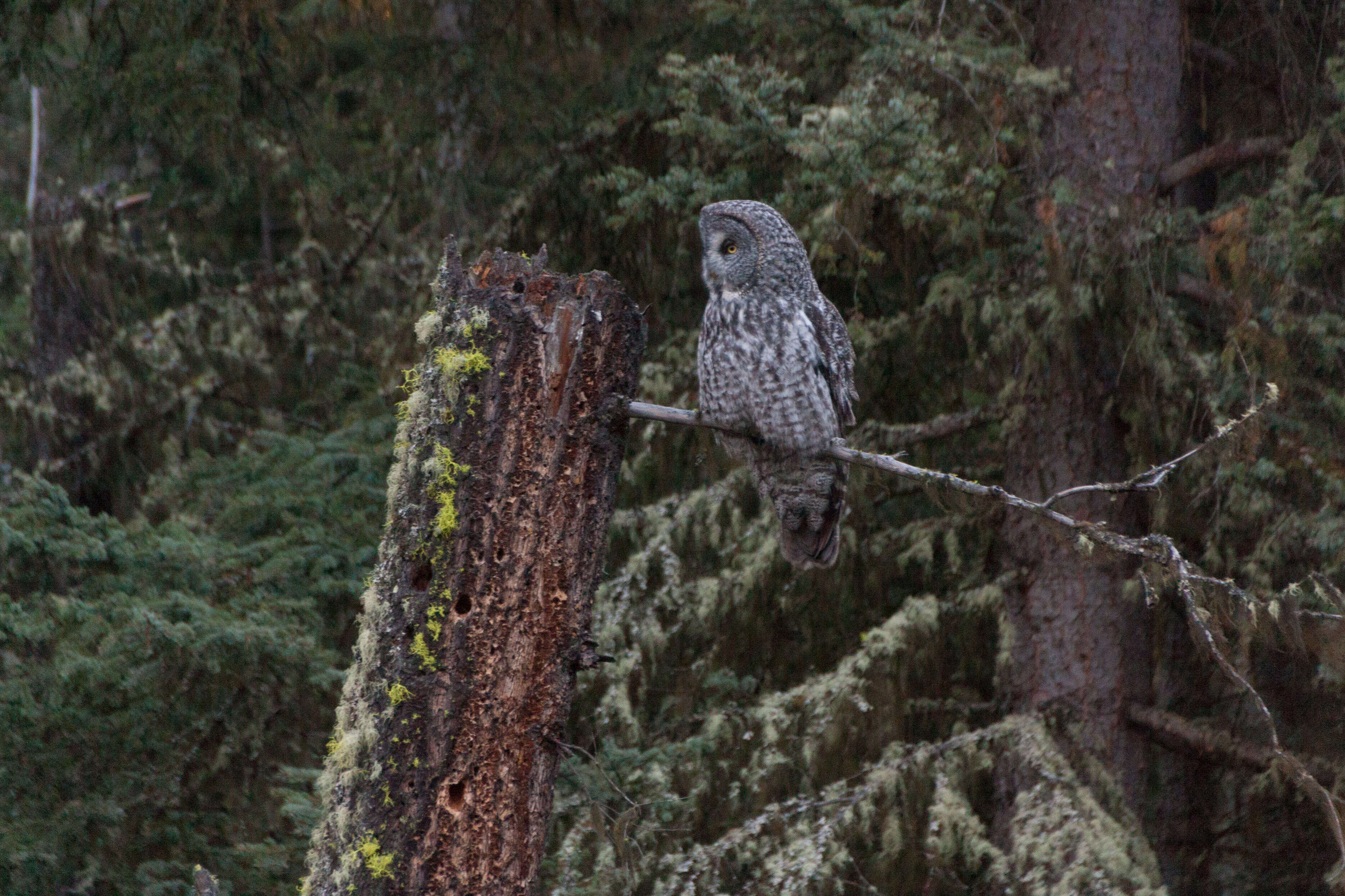 Image of Great Gray Owl