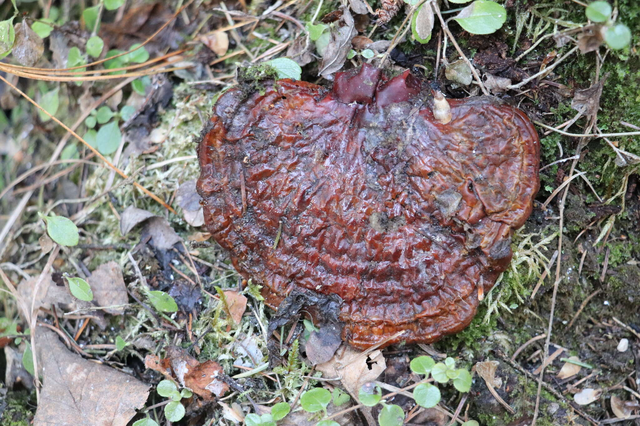 Image of lingzhi mushroom