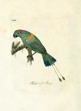Image of Luzon racket-tail