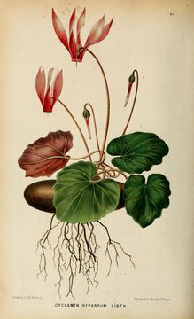 Image of Sowbread