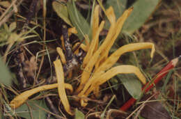 Image of Clavulinopsis