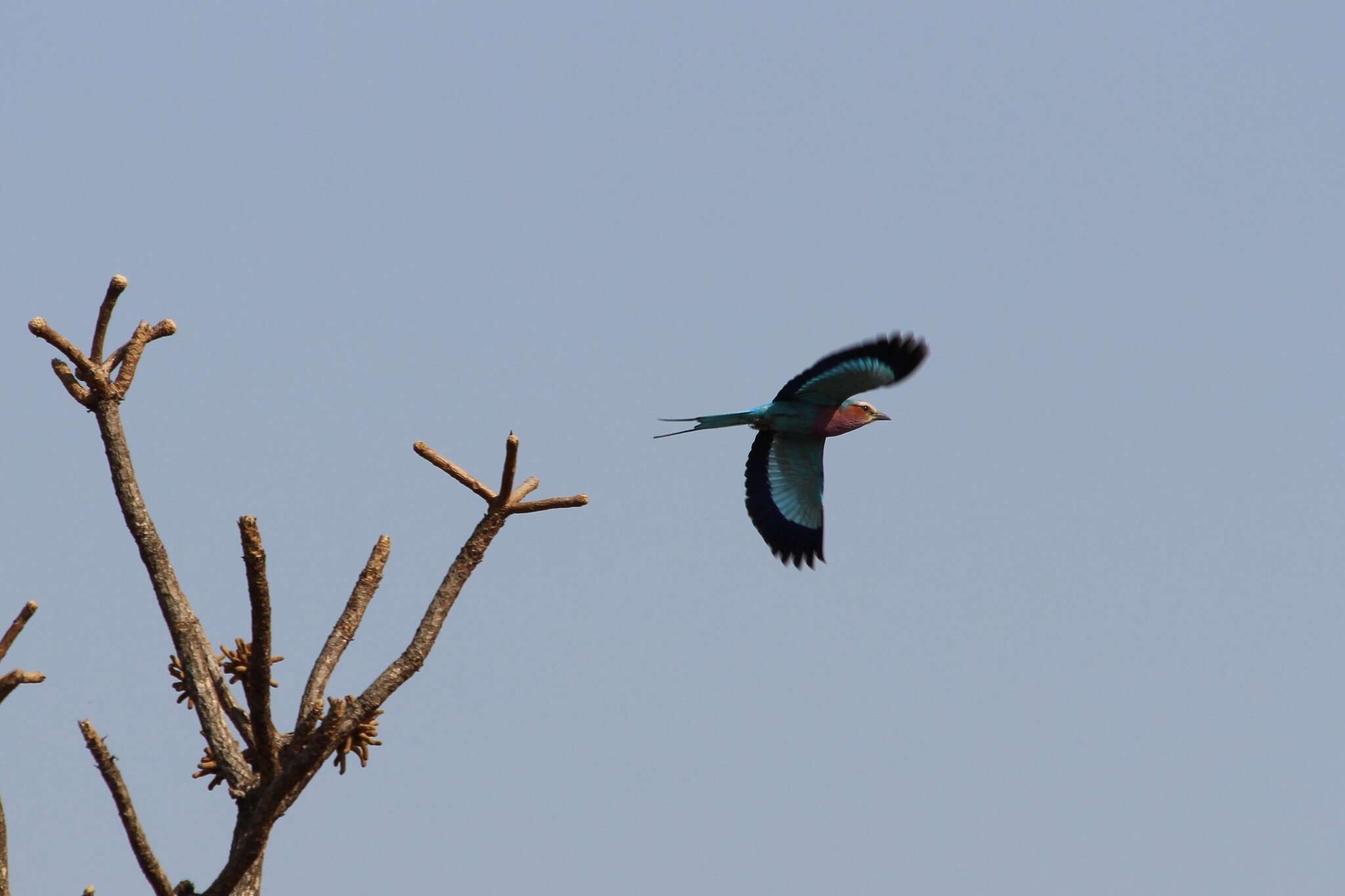 Image of Lilac-breasted Roller