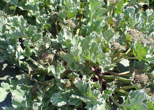 Image of sea kale