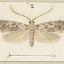 Image of Izatha apodoxa Meyrick 1888