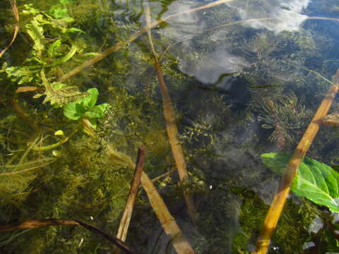 Image of western waterweed