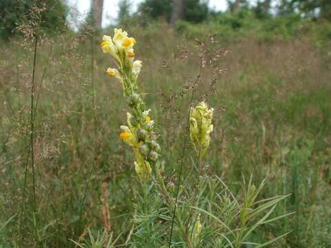 Image de Agrostis commun