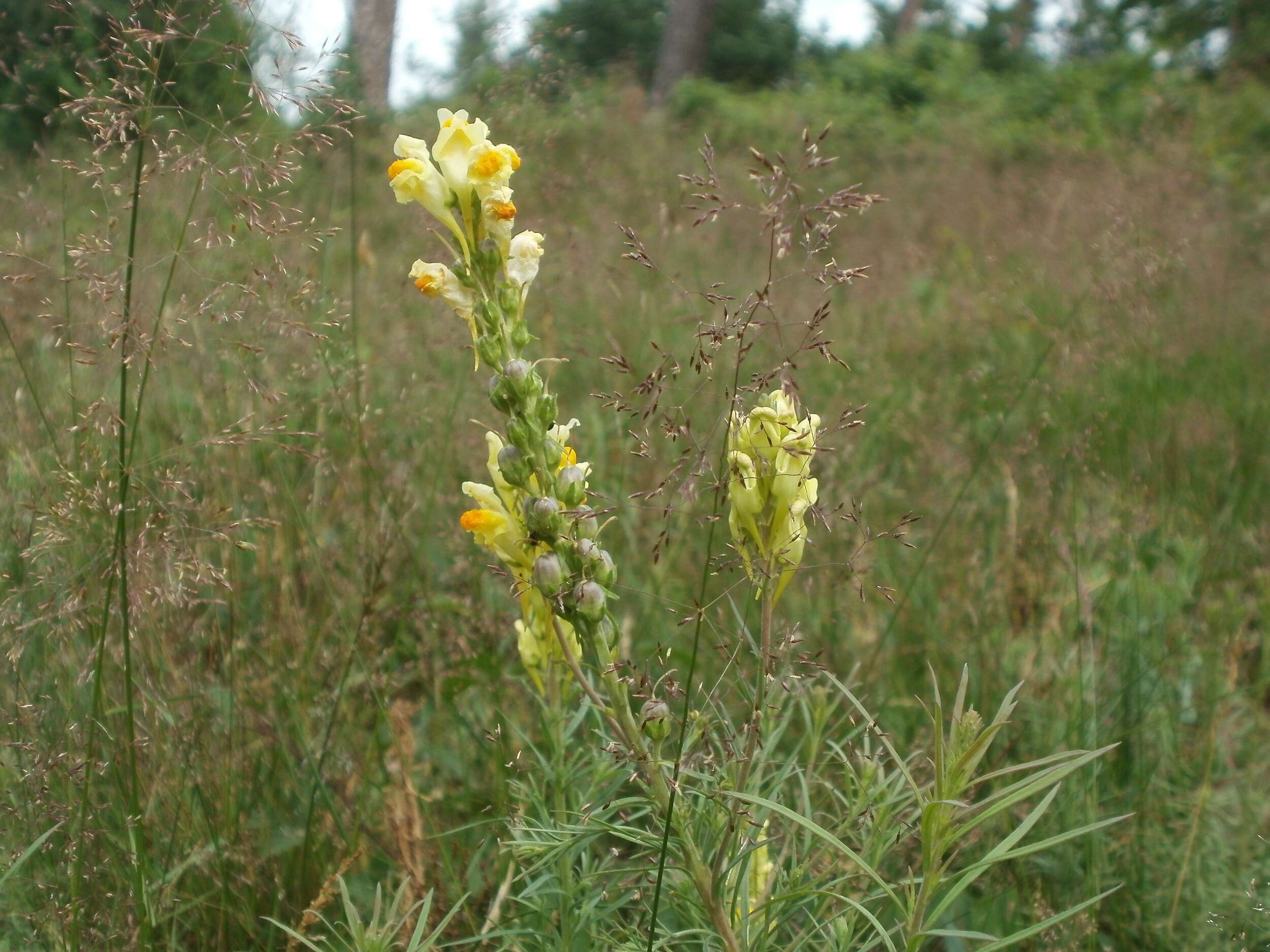 Image de Agrostis commun