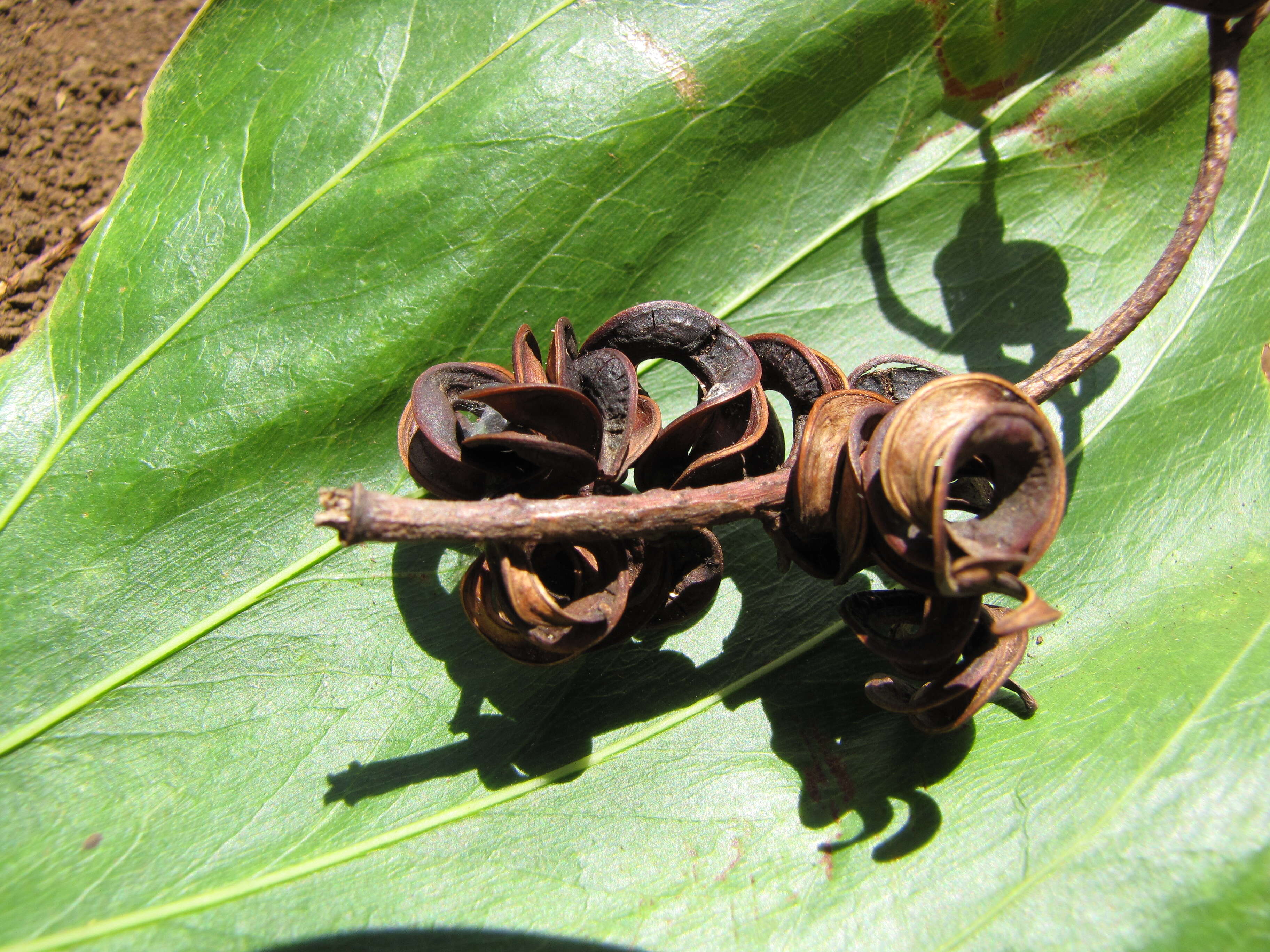 Image of Black wattle