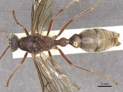 Image of Myrmecia auriventris Mayr 1870