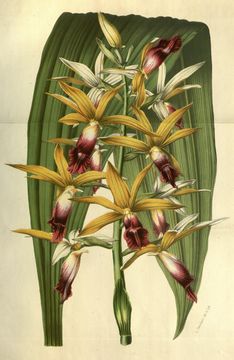 Image of Orchid