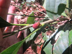 Image of Agrostistachys indica Dalzell