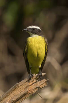 صورة Myiozetetes cayanensis (Linnaeus 1766)