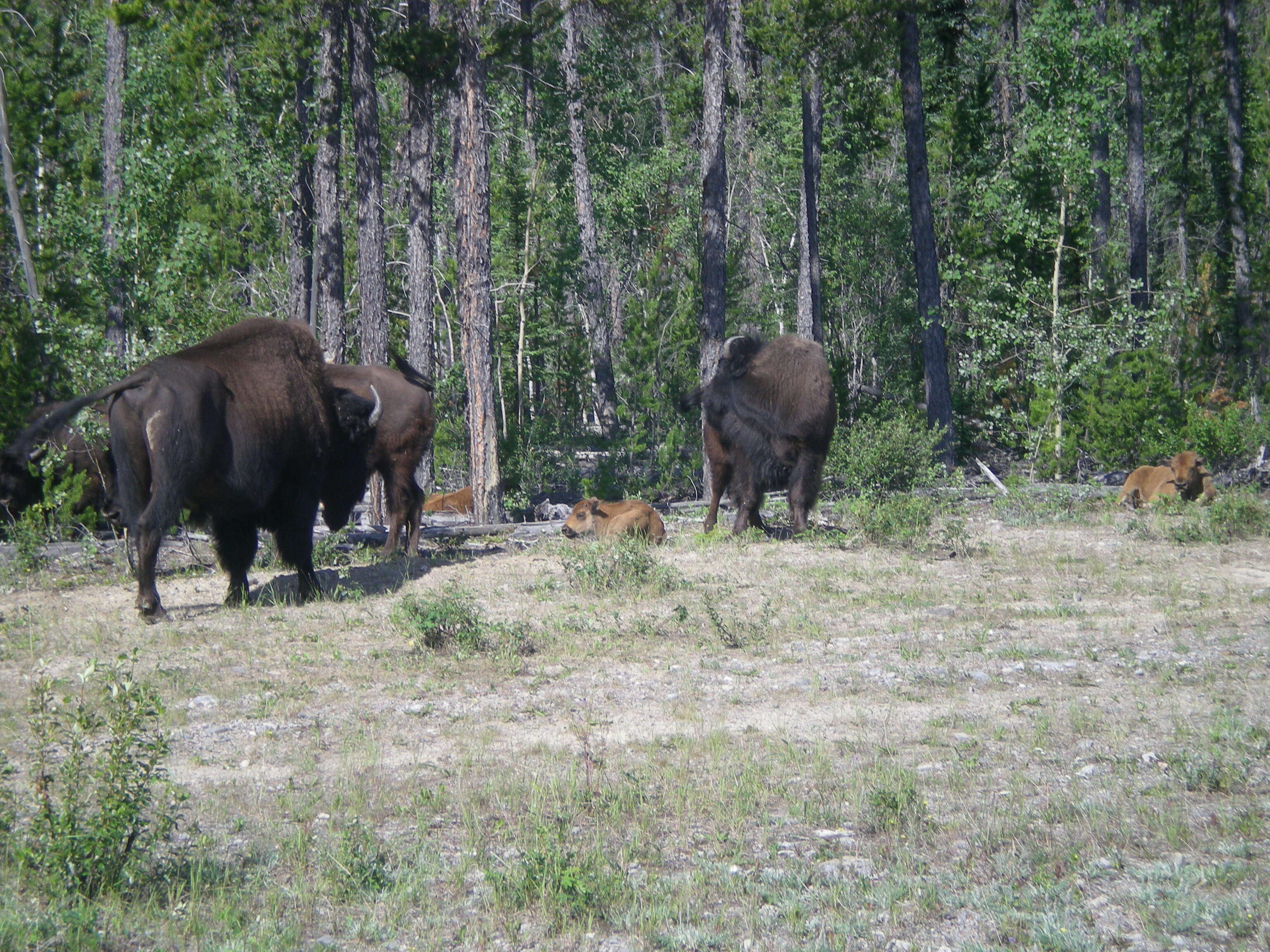 Image of Bison bison athabascae