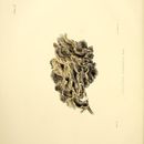 Image of Auricularia mesenterica (Dicks.) Pers. 1822