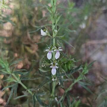 Teucrium cubense Jacq. resmi