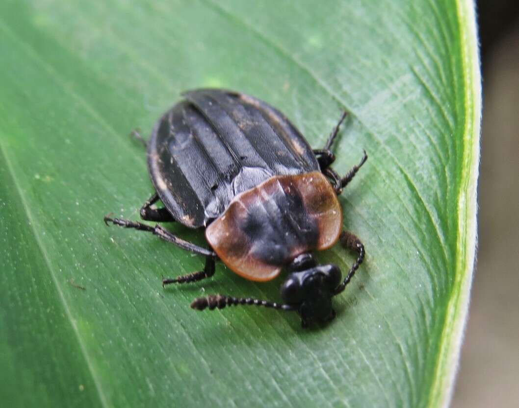 Image of Oxelytrum - FALSE US RECORD