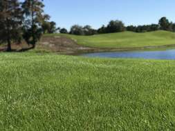 Image of Manila grass