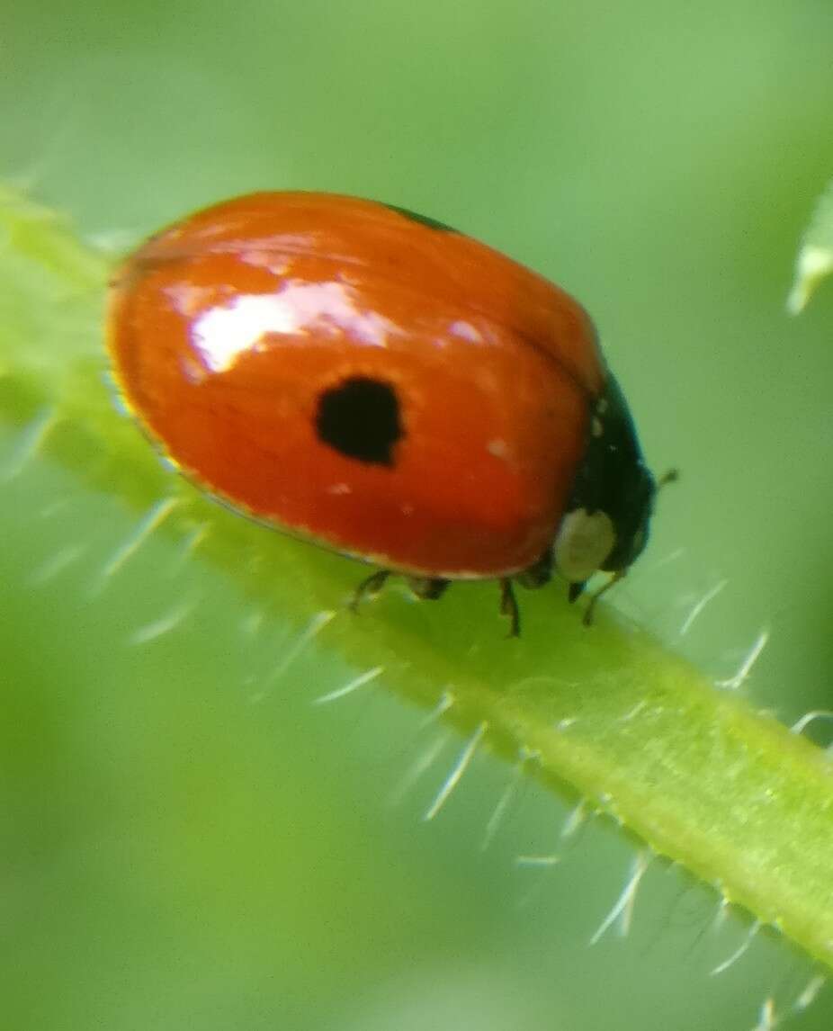 Adalia bipunctata (Linnaeus 1758) resmi