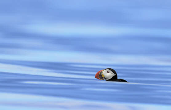 Image of Puffin