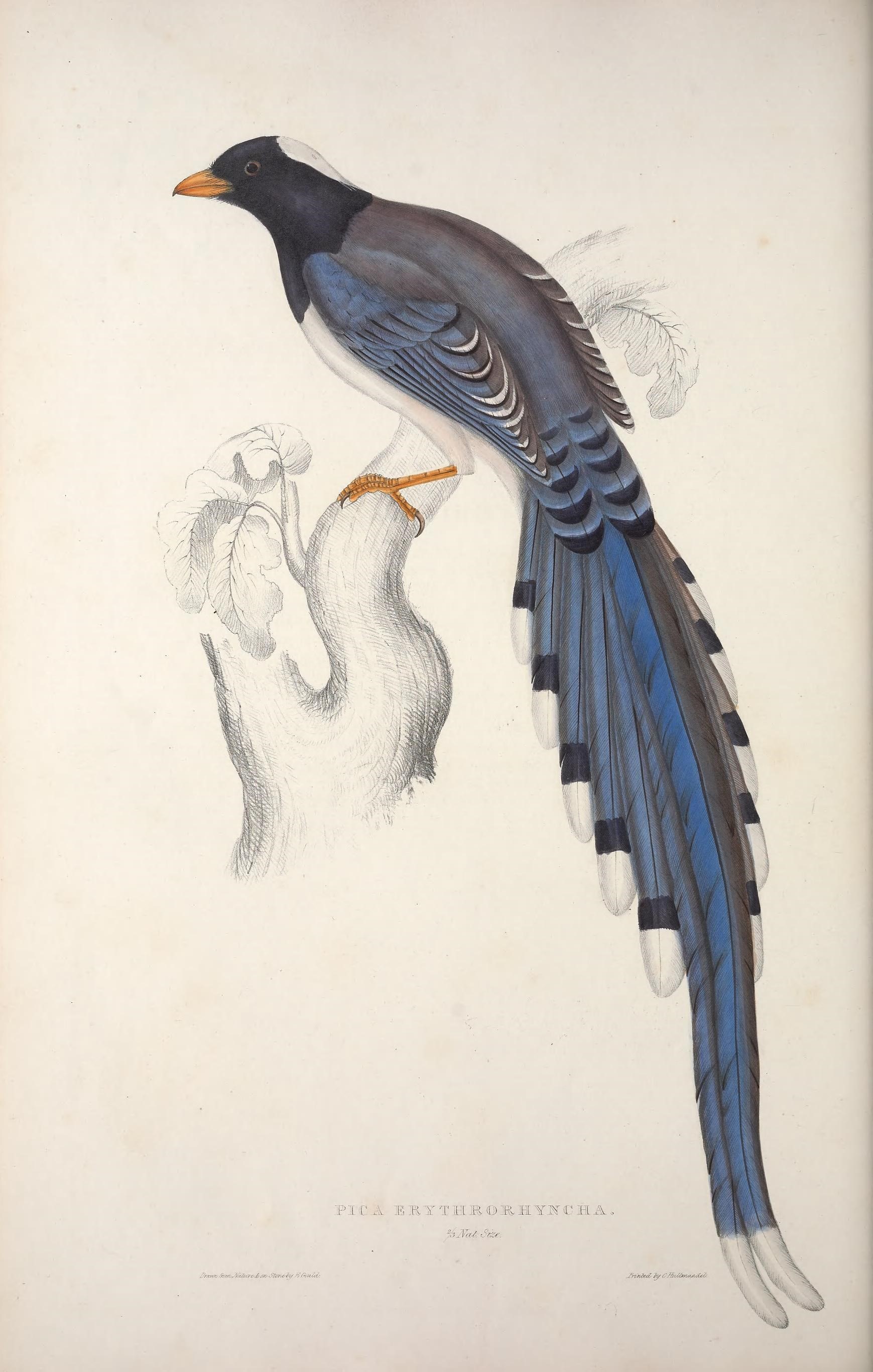 Image of Red-billed blue magpie