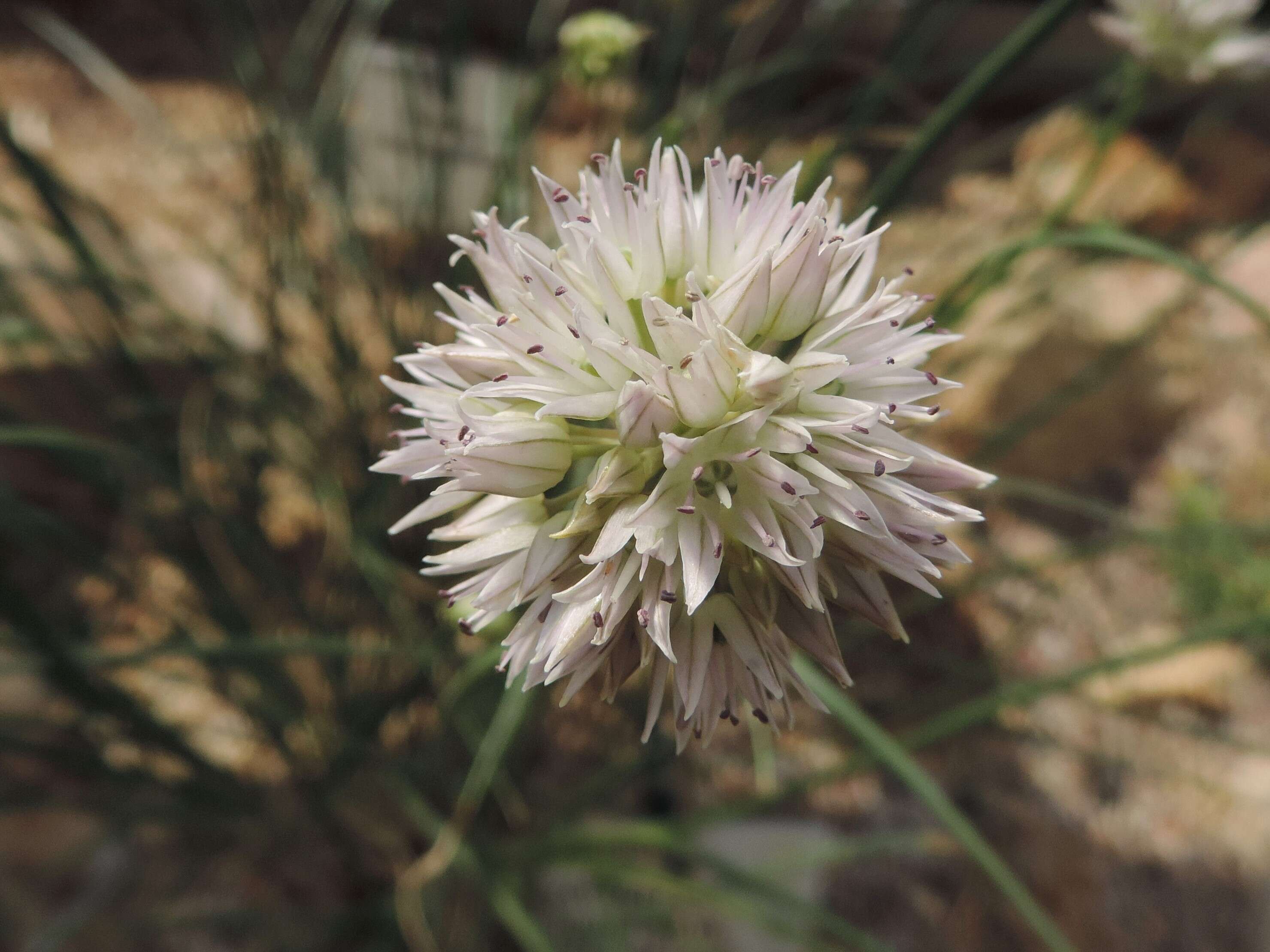 Image of Allium glomeratum Prokh.