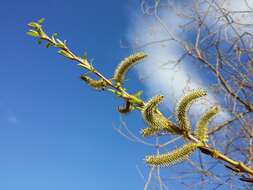 Imagem de Salix purpurea L.